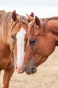 two brown horses thumbnail