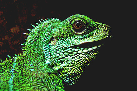 selective focus photography of green iguana thumbnail