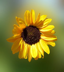 sunflower thumbnail