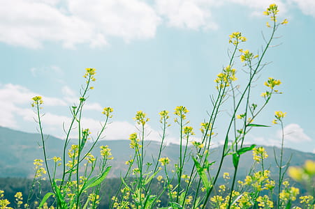 Yellow Rapeseed Field thumbnail