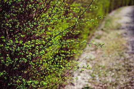 shallow focus photography of green leafed plant thumbnail