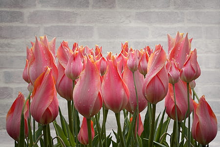 photography of pink tulips thumbnail