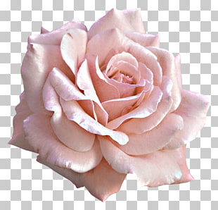 Rose Pink Flower , Large Light Pink Rose , white flower PNG clipart