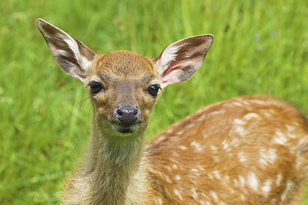 photo of deer surrounded grass thumbnail