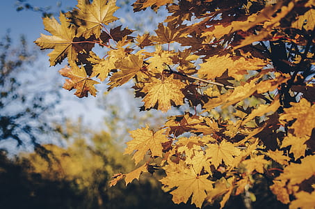 yellow maple leaves at daytime thumbnail