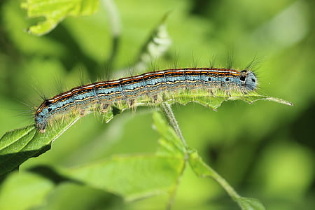 forest tent caterpillar perched on green leaf plant in closeup photography thumbnail