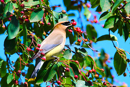 brown bird hanging on green leaf tree thumbnail