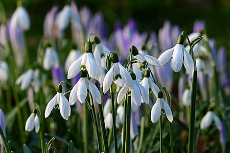 white snowdrop flowers in bloom at daytime thumbnail