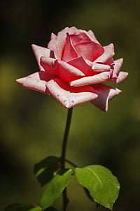 pink flowering plant thumbnail