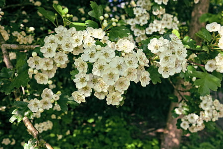 white tree blossom thumbnail