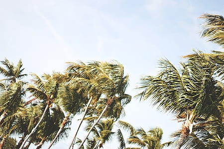 coconut tree line during cloudy windy daytime thumbnail