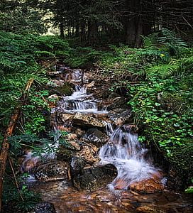 waterfalls surrounded by green leaf trees and plants thumbnail
