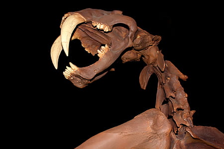 Smilodon - Skull - Saber-Toothed Cat - Skeleton thumbnail