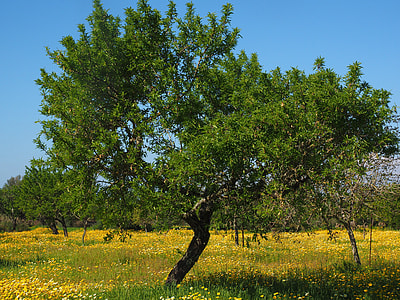 green tree under blue sky thumbnail
