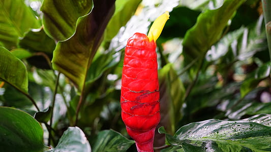 food, nature, red, garden thumbnail