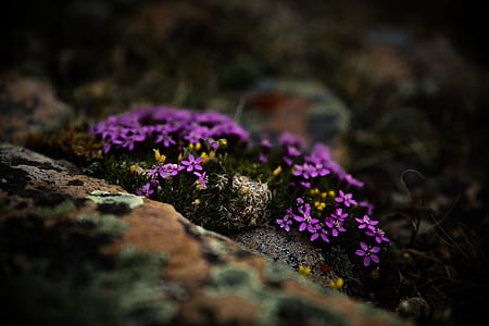 purple petaled flowers thumbnail