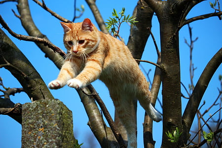 orange tabby cat jumping on tree thumbnail