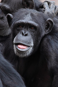 close up photography of monkey thumbnail