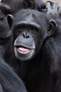 Black Chimpanzee thumbnail