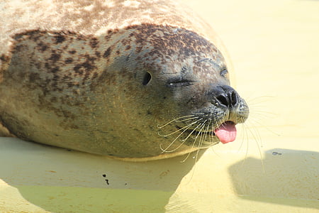 gray sea lion thumbnail
