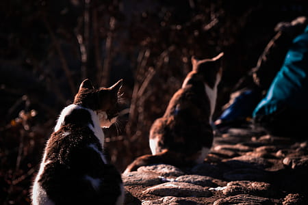 two brown-and-white cats on rock thumbnail