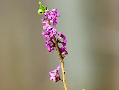 selective focus photography of purple loosestrife flower thumbnail