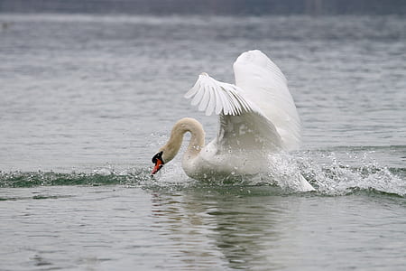 white swan on ocean during daytime thumbnail