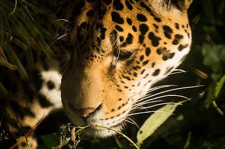 photo of leopard behind green leaves during daytime thumbnail