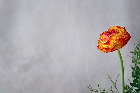 yellow and red petaled flower in close-up photography thumbnail