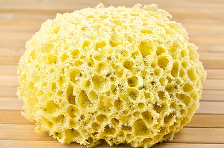 photo of coral sponge thumbnail