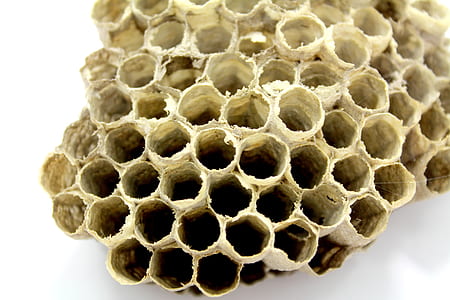 close-up photo of beehive thumbnail