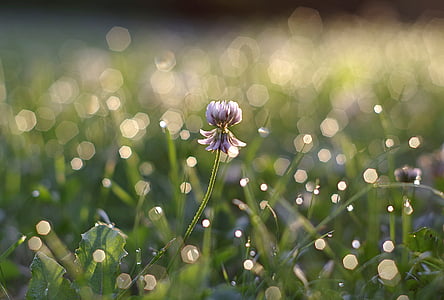 selective focus photography of flowers thumbnail