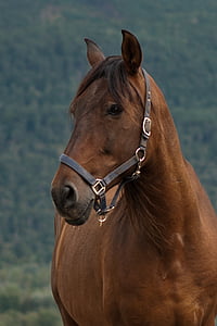 close-up photo of brown horse thumbnail