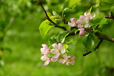 shallow focus photography of white and pink flower thumbnail