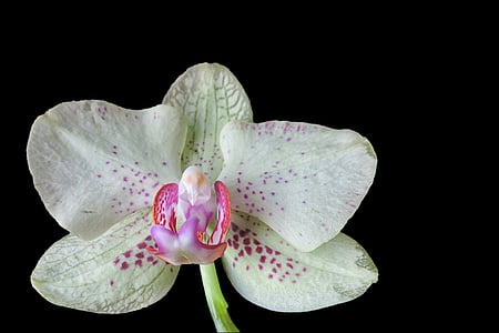 white and pink moth orchid flowers thumbnail