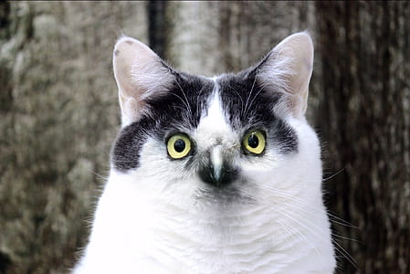 white and black cat thumbnail