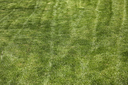 green grass field thumbnail