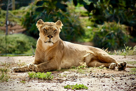 lioness lying on ground during daytime thumbnail