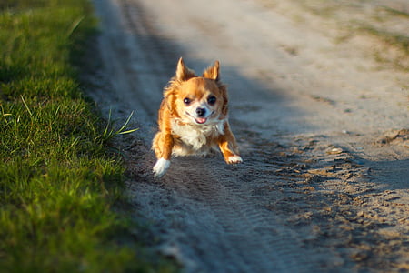 adult brown Chihuahua jump in mid air outdoor thumbnail