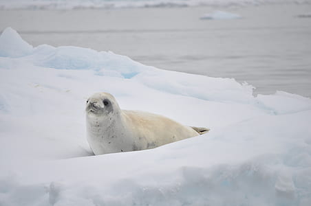 white sea lion on snow field thumbnail