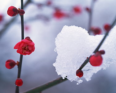 selective focus of red flowers cover with snow thumbnail