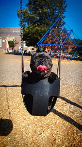gray French bulldog puppy riding swing at daytime thumbnail