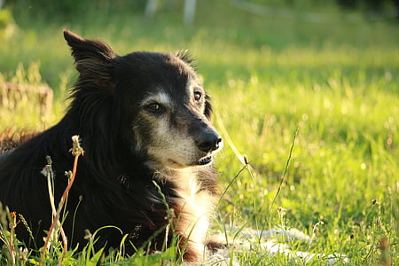 black dog lying on grass field during daytime thumbnail