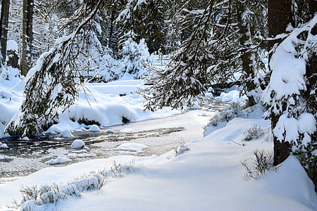 snow-capped trees thumbnail