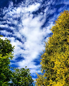 low-angle photography of green leaf trees under white and blue sky thumbnail