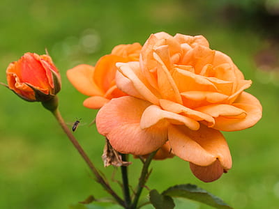 Asian honey bee near on orange carnation flower thumbnail
