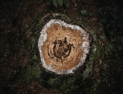 cut tree base thumbnail
