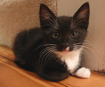 kitten, cute, feline, kitty, domestic, tuxedo thumbnail
