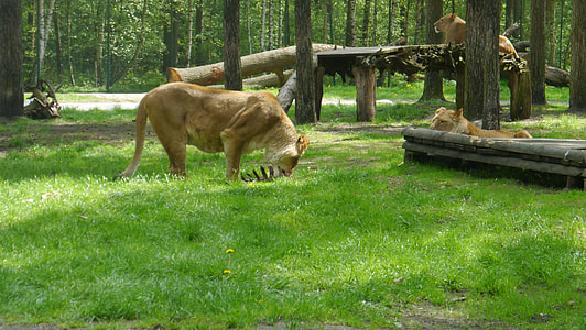 three lions thumbnail