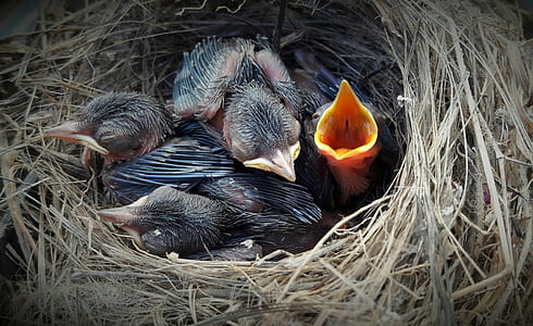 photography of chicks in nest thumbnail